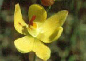 Langwarrin Flora And Fauna Reserve - C Tourism 0