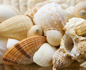 Anglesea Beach Club - C Tourism 0