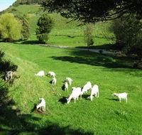 Goats of Gaia Soap - C Tourism