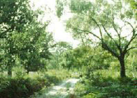 Holey Plains State Park - C Tourism 0