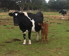 Diggers Rest VIC C Tourism