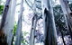Dandenong Ranges National Park - thumb 0