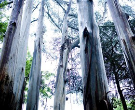 Dandenong Ranges National Park - C Tourism 0