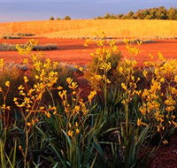 Royal Botanic Gardens Victoria Cranbourne - C Tourism