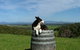 Windy Ridge Vineyard And Winery - thumb 0