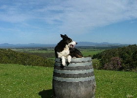 Windy Ridge Vineyard And Winery - C Tourism 0