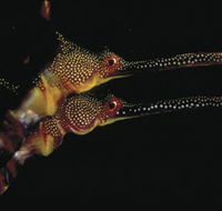 Eagle Rock Marine Sanctuary - C Tourism