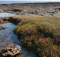 Ricketts Point Marine Sanctuary - C Tourism