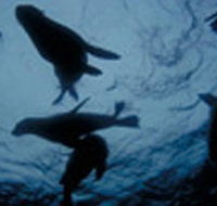 The Arches Marine Sanctuary - C Tourism