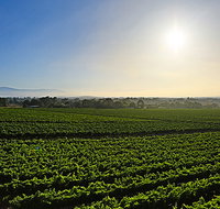 GREENSTONE VINEYARDS - C Tourism