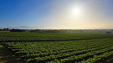 GREENSTONE VINEYARDS - C Tourism 0