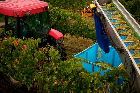 GREENSTONE VINEYARDS - C Tourism 3