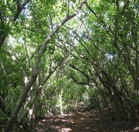 Eucalypt Trail - C Tourism