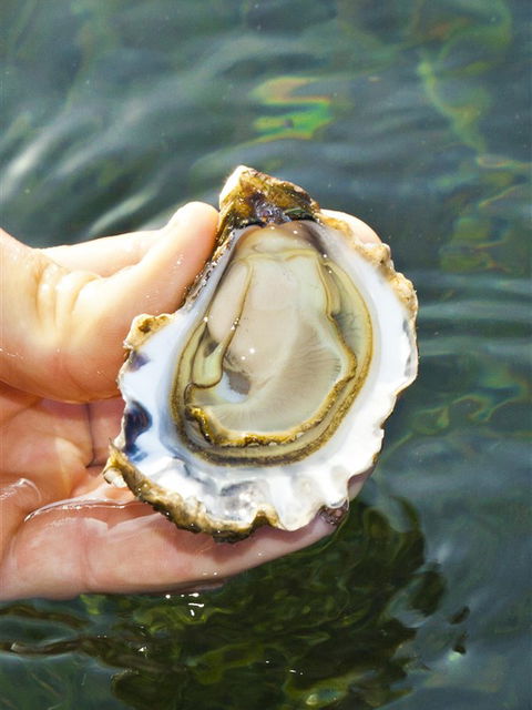 The Oyster Pot - C Tourism 0