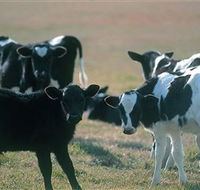 Bodalla Dairy Cheese Factory - C Tourism