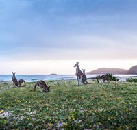 Pebbly Beach - C Tourism