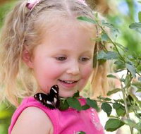 Coffs Harbour Butterfly House - C Tourism