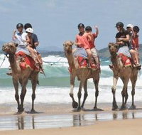 Camel Rides with Coffs Coast Camels - C Tourism
