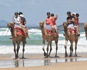 Camel Rides With Coffs Coast Camels - C Tourism 0