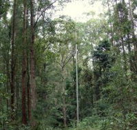 Bongil Bongil National Park - C Tourism