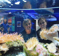 Solitary Islands Aquarium - C Tourism