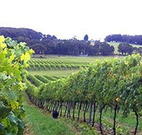Banjo's Run Winery and Vineyard - C Tourism