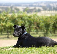 Moothi Estate Vineyard and Cellar Door - C Tourism