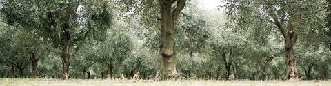 Pukara Estate - C Tourism 5