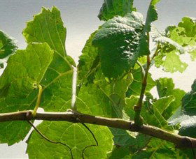 Angullong Wines - C Tourism 1
