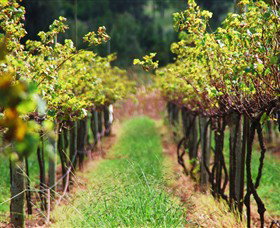 Fussy Grape Winery - C Tourism 1