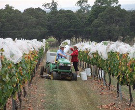 Razorback Ridge Wines - C Tourism 7