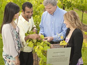 Jacob's Creek Vineyard Tour - C Tourism 0