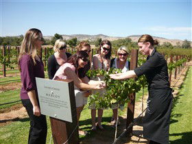 Jacob's Creek Vineyard Tour - C Tourism 2
