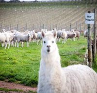 Gemtree Vineyards Cellar Door - C Tourism
