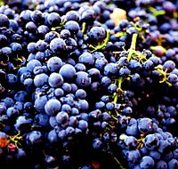 Nandroya Vineyard - C Tourism