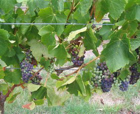 Dinny Goonan Wines - C Tourism 0
