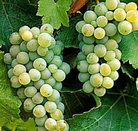 Clover Hill Vineyard - C Tourism