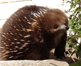 Coal Valley Vineyard - C Tourism 4