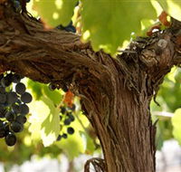 Blackjack Vineyards - C Tourism