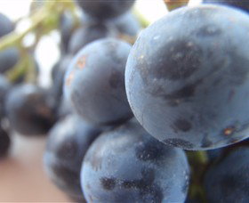 Cannibal Creek Vineyard - C Tourism 2