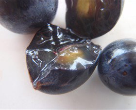 Cannibal Creek Vineyard - C Tourism 5