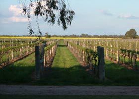 Water Wheel Vineyards - C Tourism 0