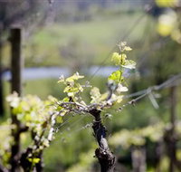 Whistling Eagle Vineyard - C Tourism