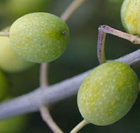 Montalto Vineyard and Olive Grove - C Tourism
