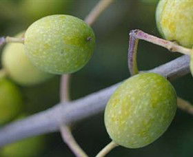 Montalto Vineyard And Olive Grove - C Tourism 0