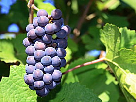 Tinderbox TAS C Tourism