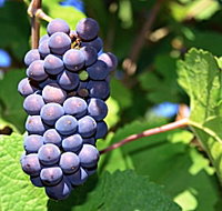 Tinderbox Vineyard - C Tourism