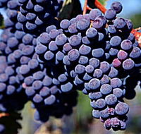 Morningside Vineyard - C Tourism