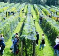 Crosswinds Vineyard - C Tourism