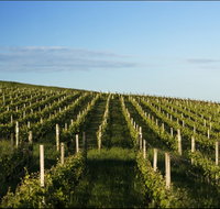 Delamere Vineyard - C Tourism